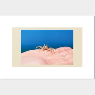 Little crab on human hand against blue sky and green ocean Posters and Art